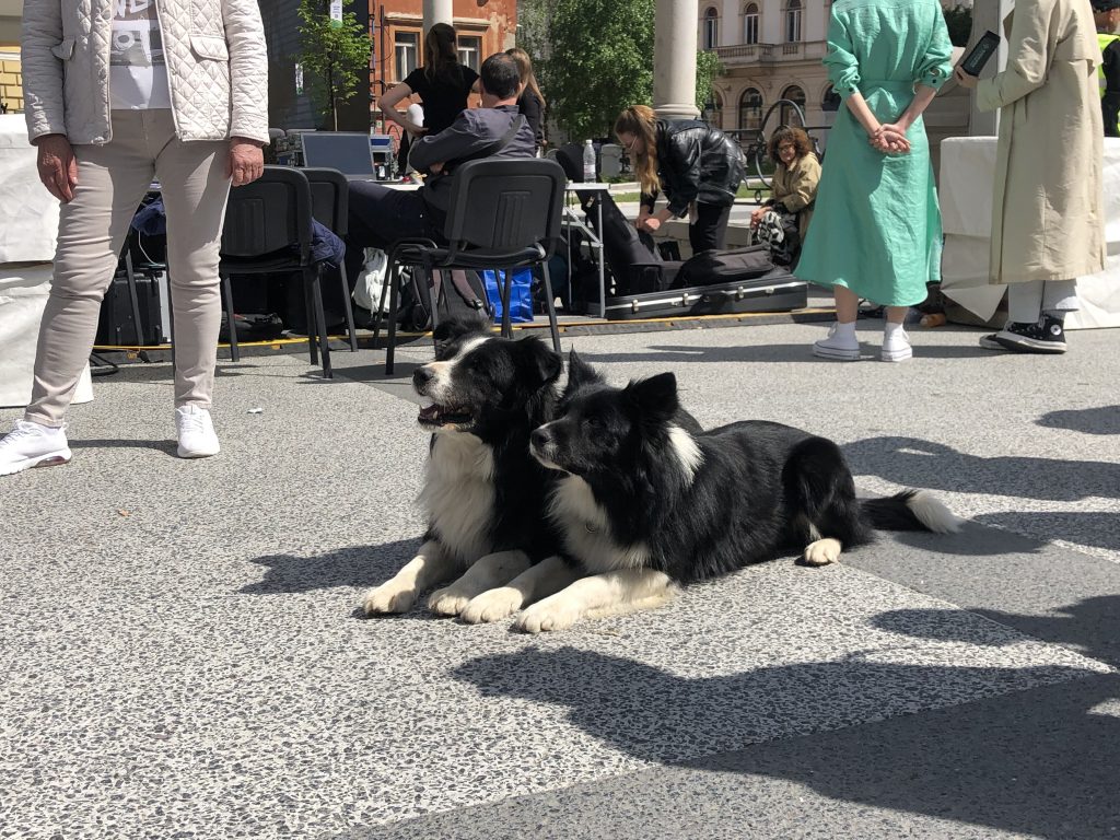 Policijska psa na dogodku ob Dnevu Evrope
