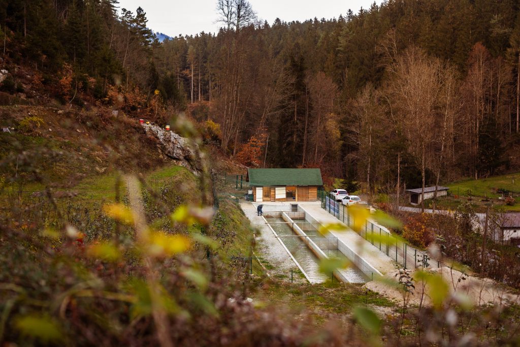 Bazeni ribogojnice, v kateri se gojijo šarenke