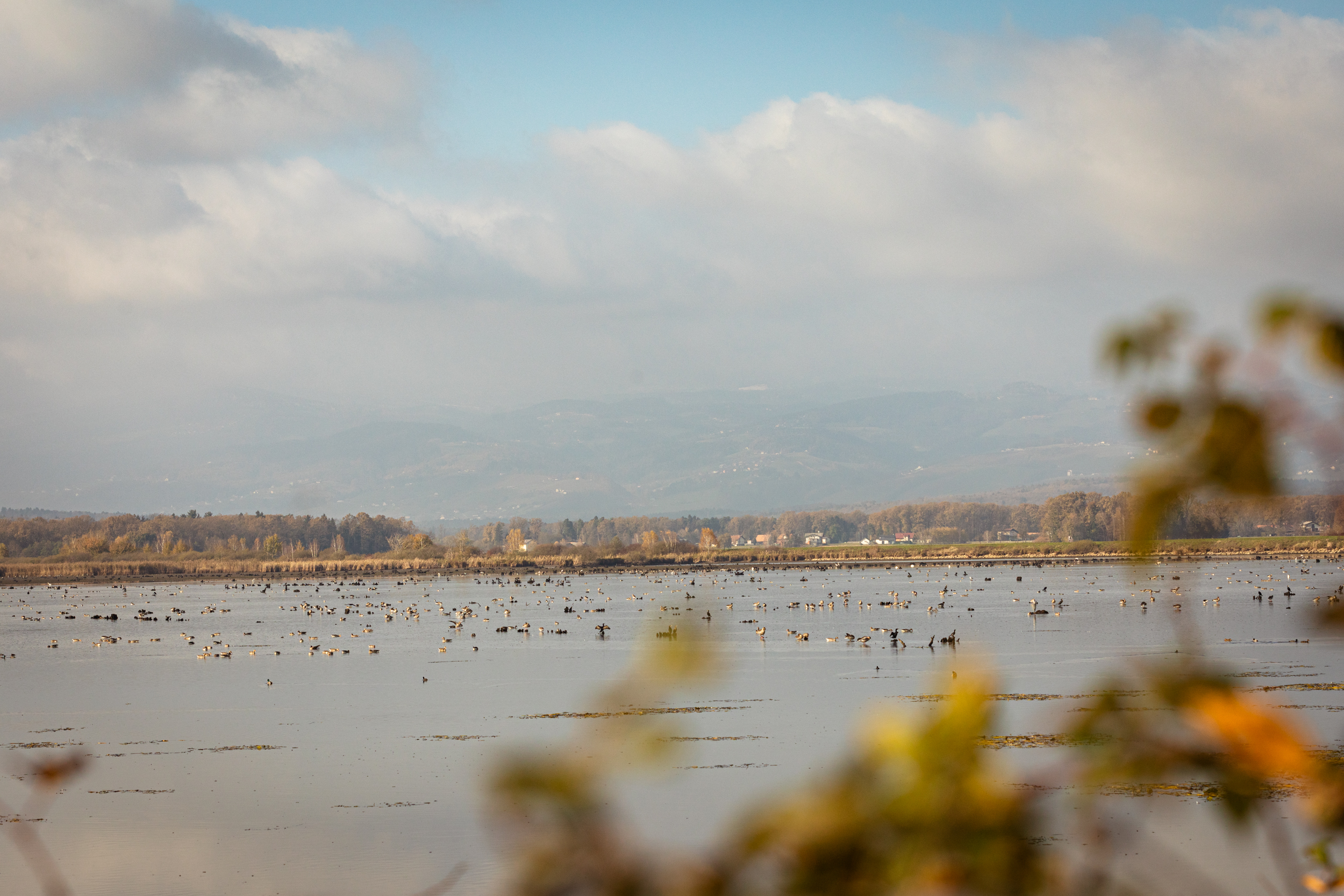 Jezero, kjer je veliko ribojedih ptic