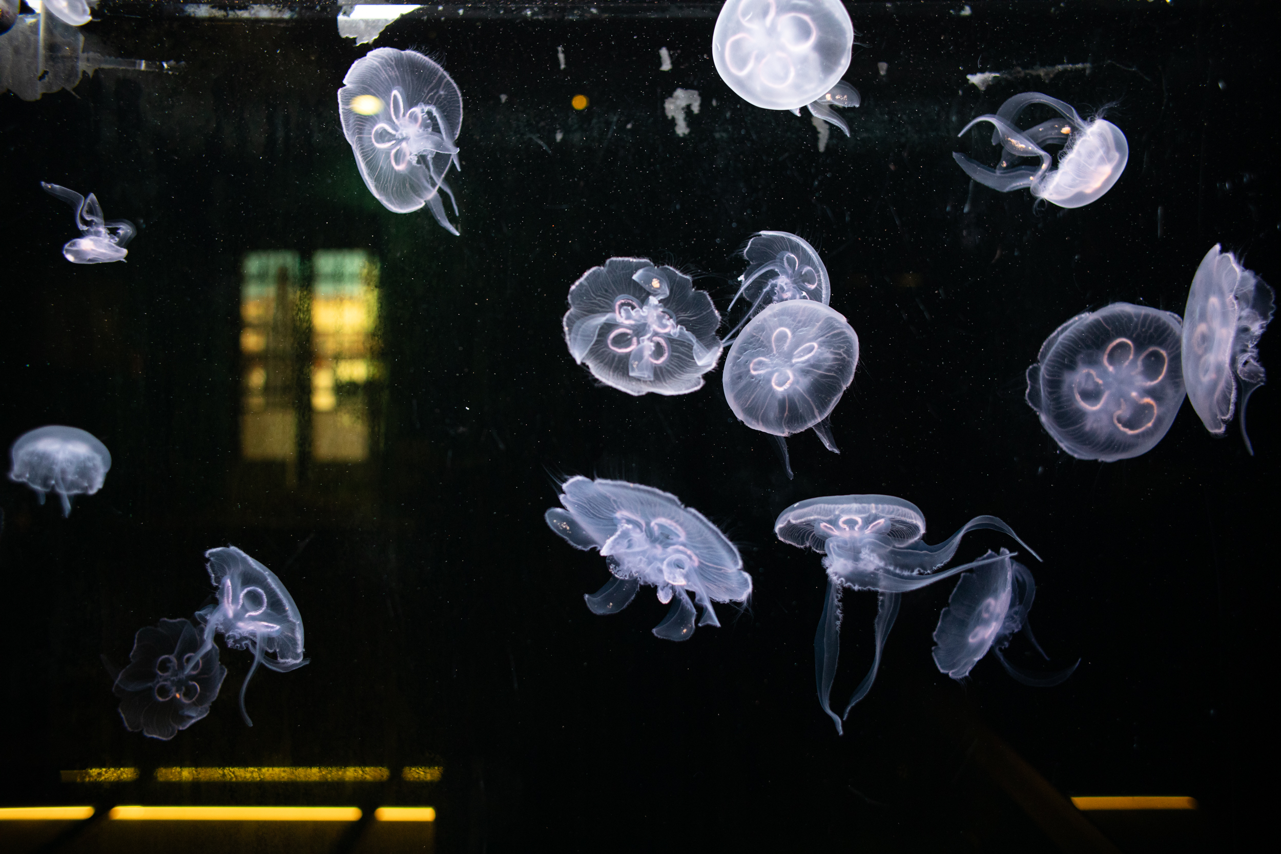 Meduze plavajo v akvariju, osvetljene