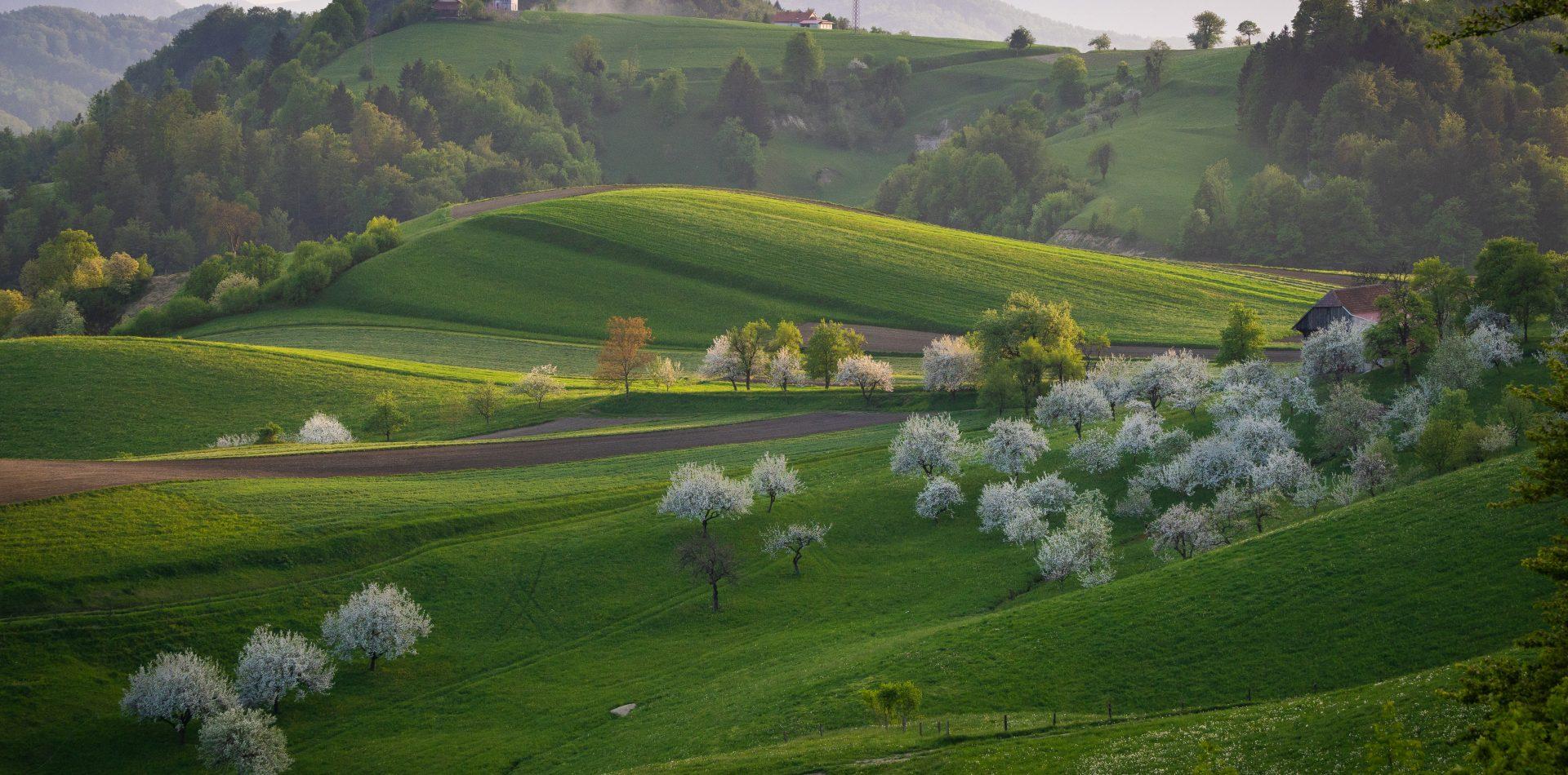 Gričevnata pokrajina, v ospredju cvetoče sadno drevje.